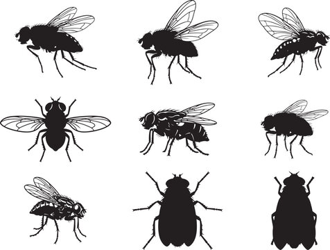 Fruit Fly Tiny Insect Pest Silhouette