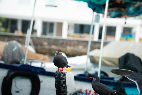 Zarcillo en Pucusana Lima, Per&uacute;