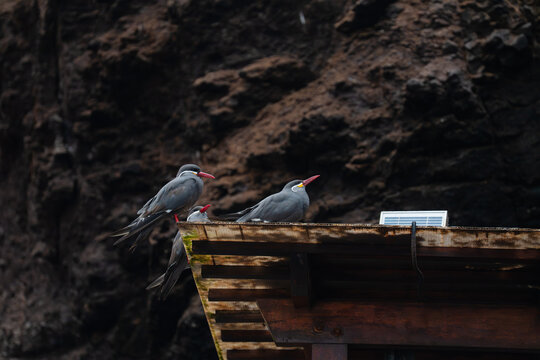 Tres aves marinas Zarcillos . Pucusana Lima, Per&uacute;