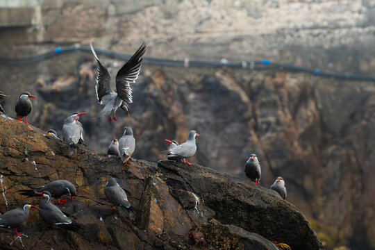 Aves Zarcillos en una roca. Pucusana Lima, Per&uacute;