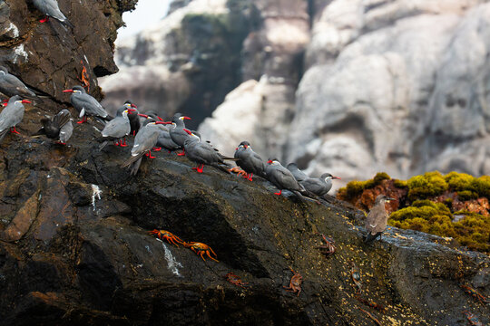 Aves Zarcillos descansando en una roca. Pucusana Lima, Per&uacute;