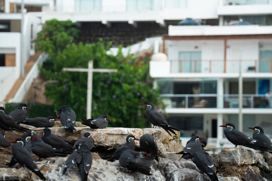 Aves Zarcillos descansando en una roca. Pucusana Lima, Per&uacute;