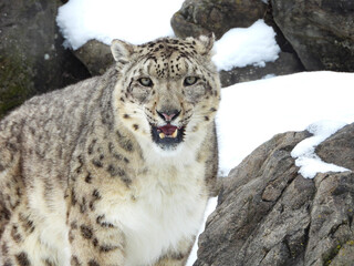 Fototapeta premium Elusive Snow Leopard enjoying some fresh snow and checking out her surroundings