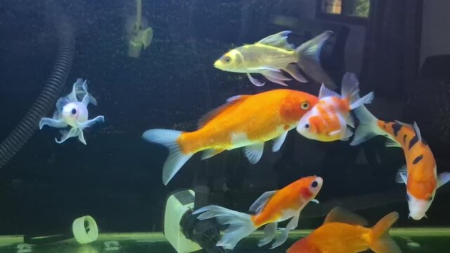 Group of colorful goldfish and comet fish swimming together in freshwater aquarium