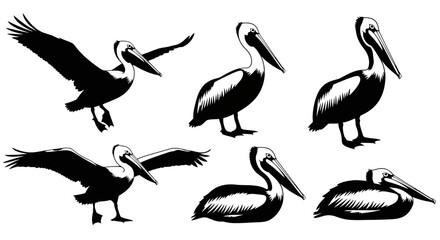 Obraz premium Set of Pelican Silhouettes in Various Poses - Flying, Standing, Resting