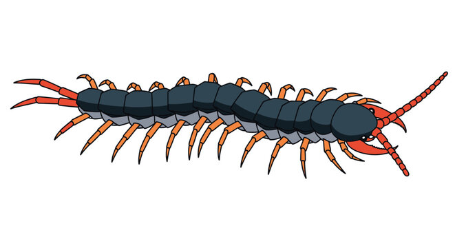 Centipede with orange and black legs.