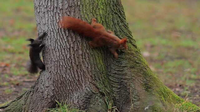 Playful Red Squirrel Foraging for Nuts in the Forest Canopy