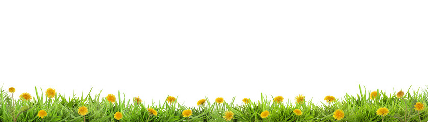Naklejka premium Yellow dandelions growing in green grass against white background, banner design. Spring season