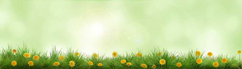 Naklejka premium Yellow dandelions growing among lush grass against blurred green background, banner design. Spring season