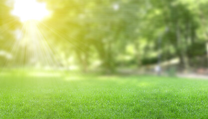 Naklejka premium Sunlit meadow with lush green grass on spring day