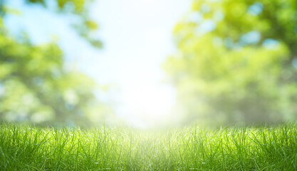 Naklejka premium Sunlit meadow with lush green grass on spring day
