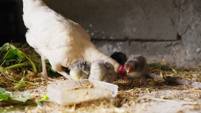 A hen eats seeds with her chicks on a spring day