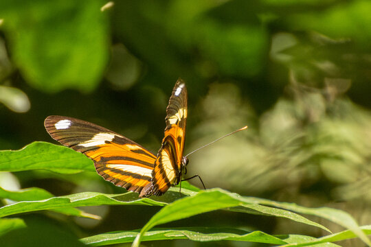 Borboleta colorida sobre a folha