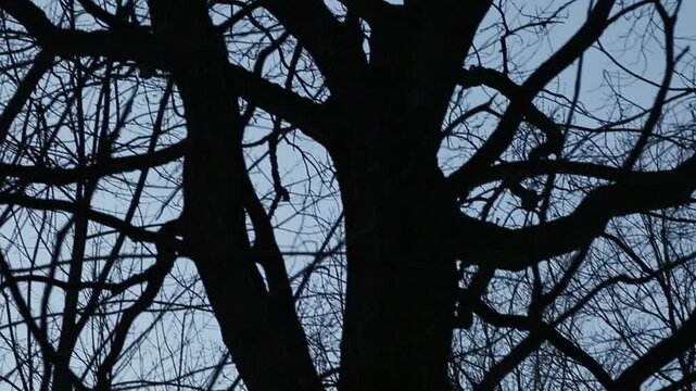 Silhouette of a tree bare branches in the blue winter sky. Closeup art textured nature