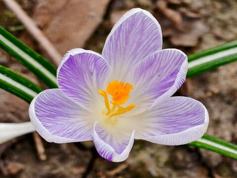 Vivid flower detail. An intimate botanical observation of crocus flower under gentle morning illumination