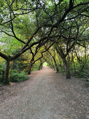 Fototapeta premium Quiet woodland path winding through trees and fresh greenery in Heaton Park, Manchester during spring.