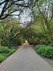 Fototapeta premium Peaceful park path surrounded by dense greenery and curved tree branches creating a canopy in spring. Heaton Park, Manchester