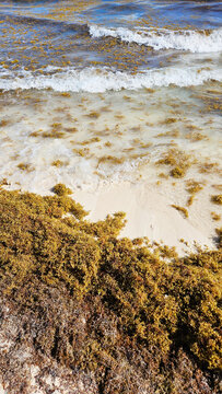 Waves washing over thick sargassum seaweed on a Caribbean beach. Textured ocean surface, and golden-brown seaweed