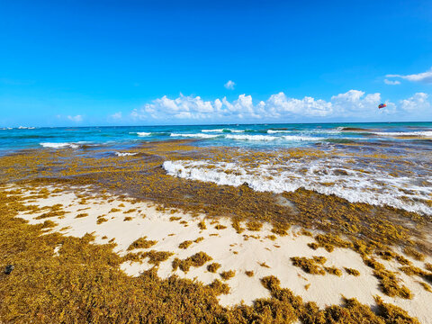 Parasailing over the Caribbean Sea while waves wash sargassum onto a sandy beach in Playa del Carmen, Mexico. A dynamic mix of adventure tourism and natural coastal conditions.