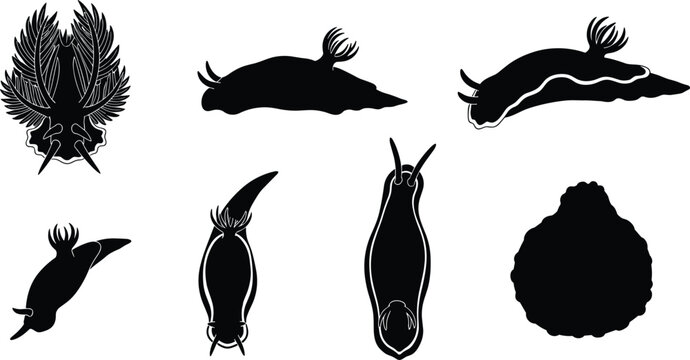 Nudibranch silhouette set. Marine sea slug vector collection with multiple body types and views. Ocean animal silhouettes isolated for education, biology, and graphic design use.