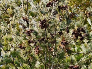 Detailed botanical photograph emphasizing seed structures and ecological harmony in forested environments © Vladimir