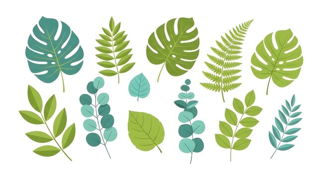 Conjunto de diferentes hojas verdes tropicales y otras aisladas.
 Palma, hoja de pl&aacute;tano, hibisco, plumeria, hoja partida, filodendro.
 Colecci&oacute;n de selva para su dise&ntilde;o.Ilustraci&oacute;n vectorial.