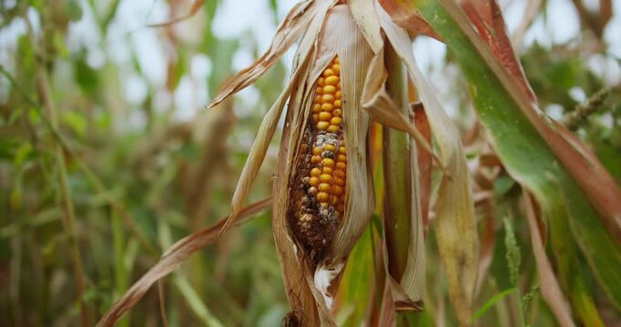 Close-up of damaged corn ear affected by plant disease in field. Agricultural loss and food supply problem concept