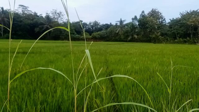 green grass and blue sky