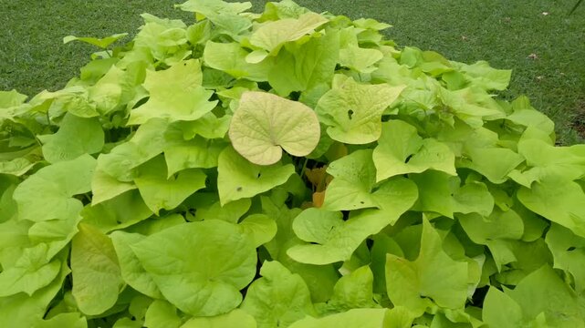 Ornamental sweet potato or sweet potato vine. Its leaves are blown by the gentle breeze in the park