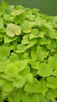 View of Ornamental sweet potato or sweet potato vine. Its leaves are blown by the gentle breeze in the park. Natural background