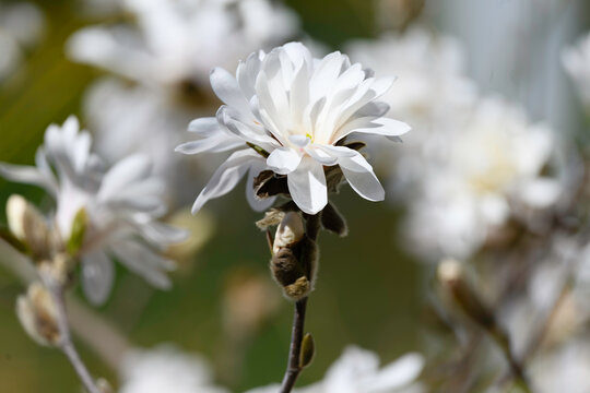 Soft Whisper of Spring Blossoms