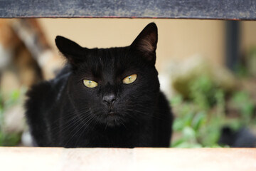 Black Cat Closeup © QuasarCR