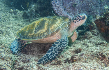 Fototapeta premium green sea turtle (Chelonia mydas), Sipadan Island, Sabah, Malaysia, Borneo 