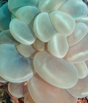 Bubble Coral (Plerogyra sinuosa) with a small Bubble Coral Shrimp (Vir philippinensis) and Juvenile Goby, Reefs of Mabul Island, Sabah, Malaysia, Borneo