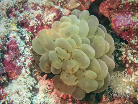 Bubble Coral (Plerogyra sinuosa), Reefs of Mabul Island, Sabah, Malaysia, Borneo