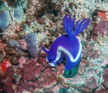 A Vibrant Deep Violet-purple Dorid Nudibranch (Hypselodoris violacea), Reefs of Mabul Island, Sabah, Malaysia, Borneo