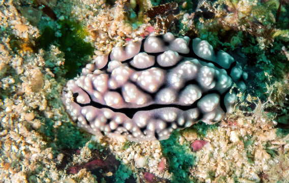A Dorid Nudibranch (Phyllidiopsis fissurata), Reefs of Mabul Island, Sabah, Malaysia, Borneo