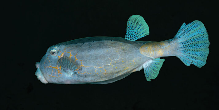Yellow boxfish (Ostracion cubicus), reefs of Sipadan Island, Sabah, Malaysia, Borneo