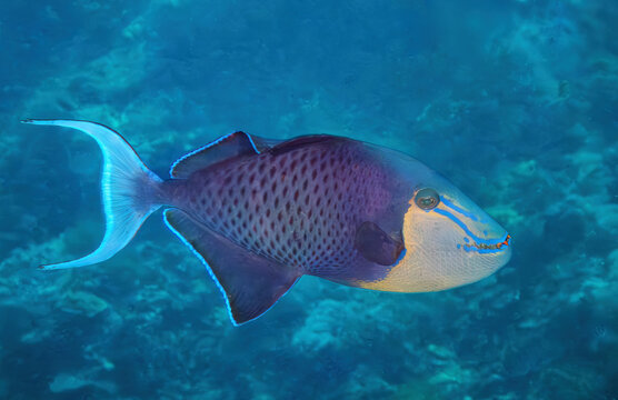 Red‑toothed triggerfish (Odonus niger), Red‑toothed triggerfish (Odonus niger), the reefs of Sipadan Island, Sabah, Malaysia, Borneo	
