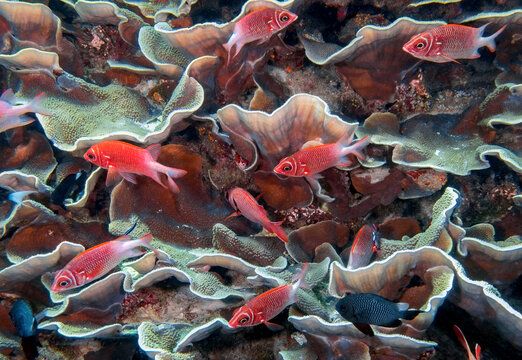 Redcoat Squirrelfish (Sargocentron rubrum) swimming around Lettuce Coral (Pavona sp.), reefs of Sipadan Island, Sabah, Malaysia, Borneo