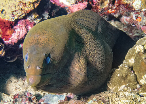 Giant Moray (Gymnothorax javanicus),  reefs of Sipadan Island, Sabah, Malaysia, Borneo