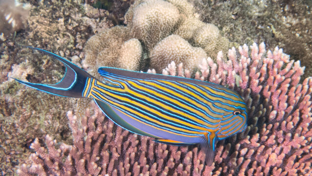 Clown Surgeonfish (Acanthurus lineatus), reefs of Sipadan Island, Sabah, Malaysia, Borneo
