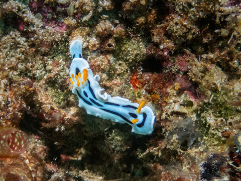 Loch's chromodoris, or Loch's chromodoris slug (Chromodoris lochi)