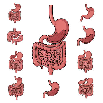 Human Digestive System Anatomy with Stomach and Intestines.