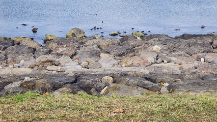 Fototapeta premium seaweed covered rocks by the sea