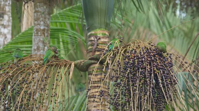 Maroon-bellied Parakeets (Pyrrhura frontalis) Feeding on Palm Fruits in Tropical Forest	
