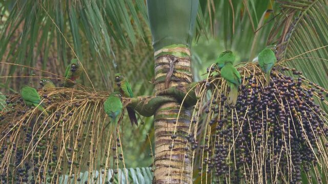 Maroon-bellied Parakeets (Pyrrhura frontalis) Feeding on Palm Fruits in Tropical Forest	