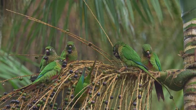 Maroon-bellied Parakeets (Pyrrhura frontalis) Feeding on Palm Fruits in Tropical Forest	
