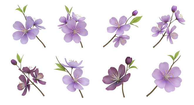 isolated floral branches of purple blossoms in a studio setting for design elements and floral patterns