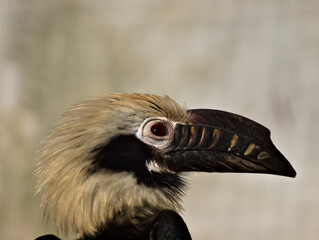 hornbill © Przemyslaw Klimczak